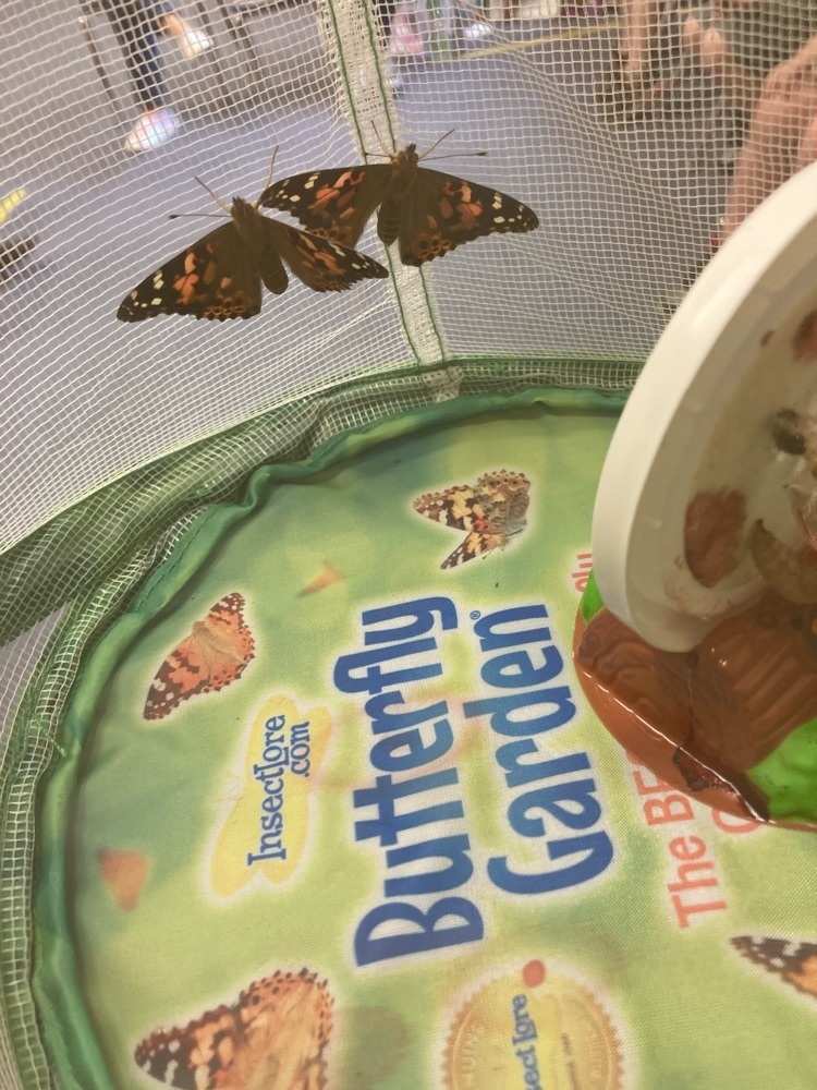We have four butterflies!
